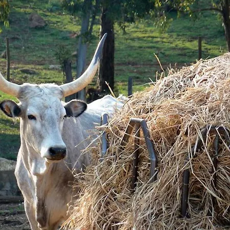 Faustina - La Valentina Κατάλυμα σε φάρμα Ταλαμόνε